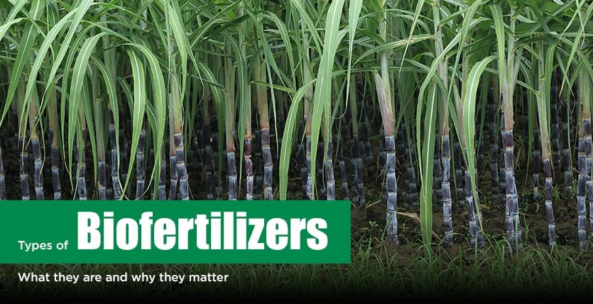 Types of Biofertilizers