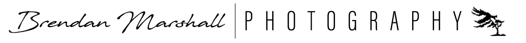 BMP photography name long tree