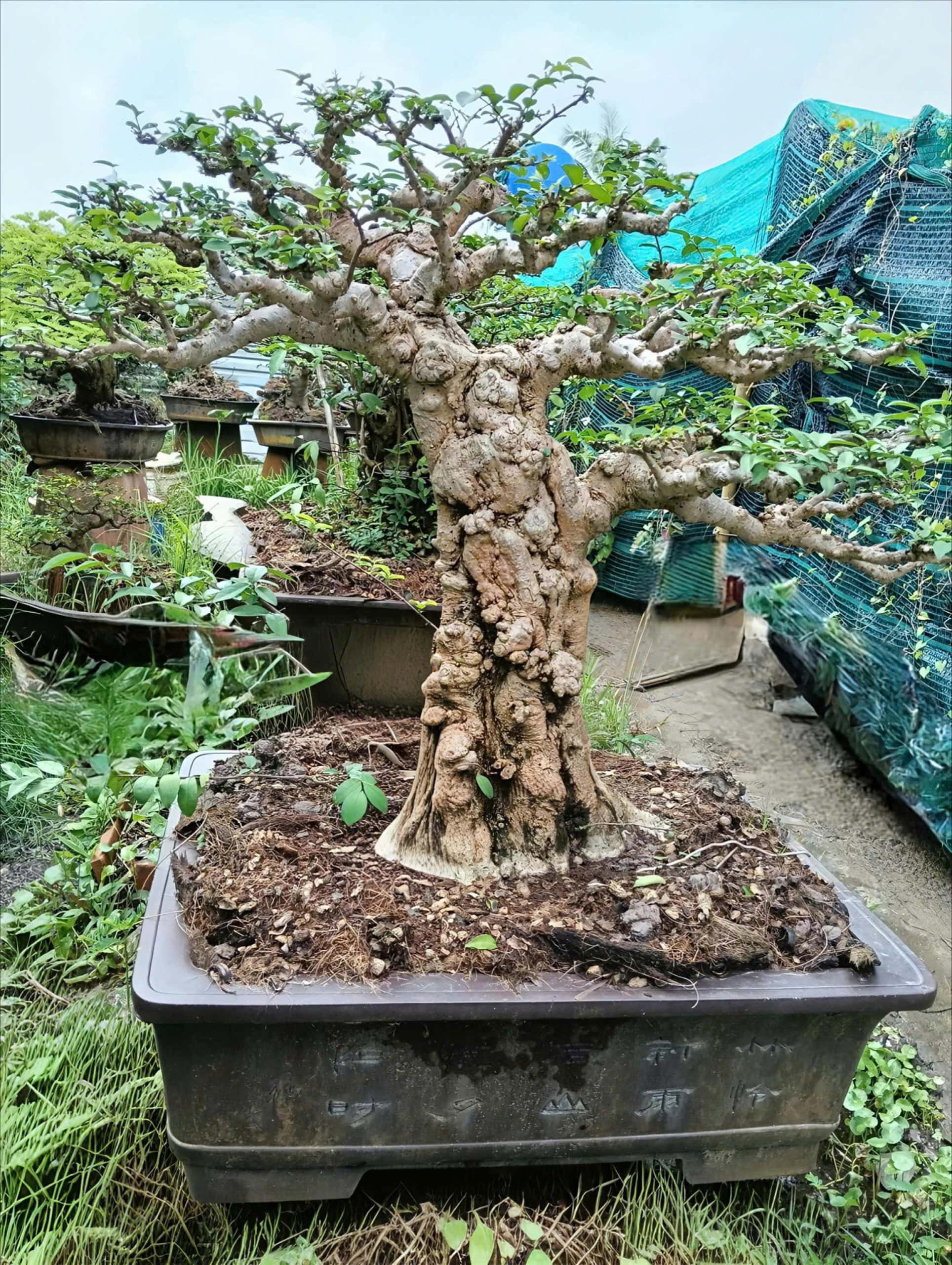 Mai chiếu thủy cổ thụ