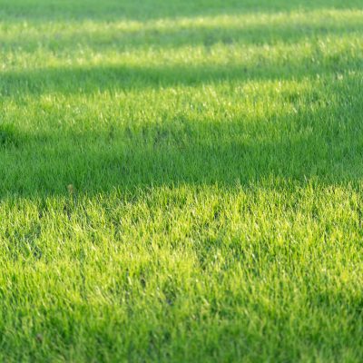 Rasenrenovation leicht gemacht – so gelingt ein gesunder Rasen