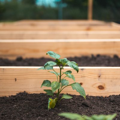 Die perfekte Hochbeeterde: Tipps für gesundes Wachstum