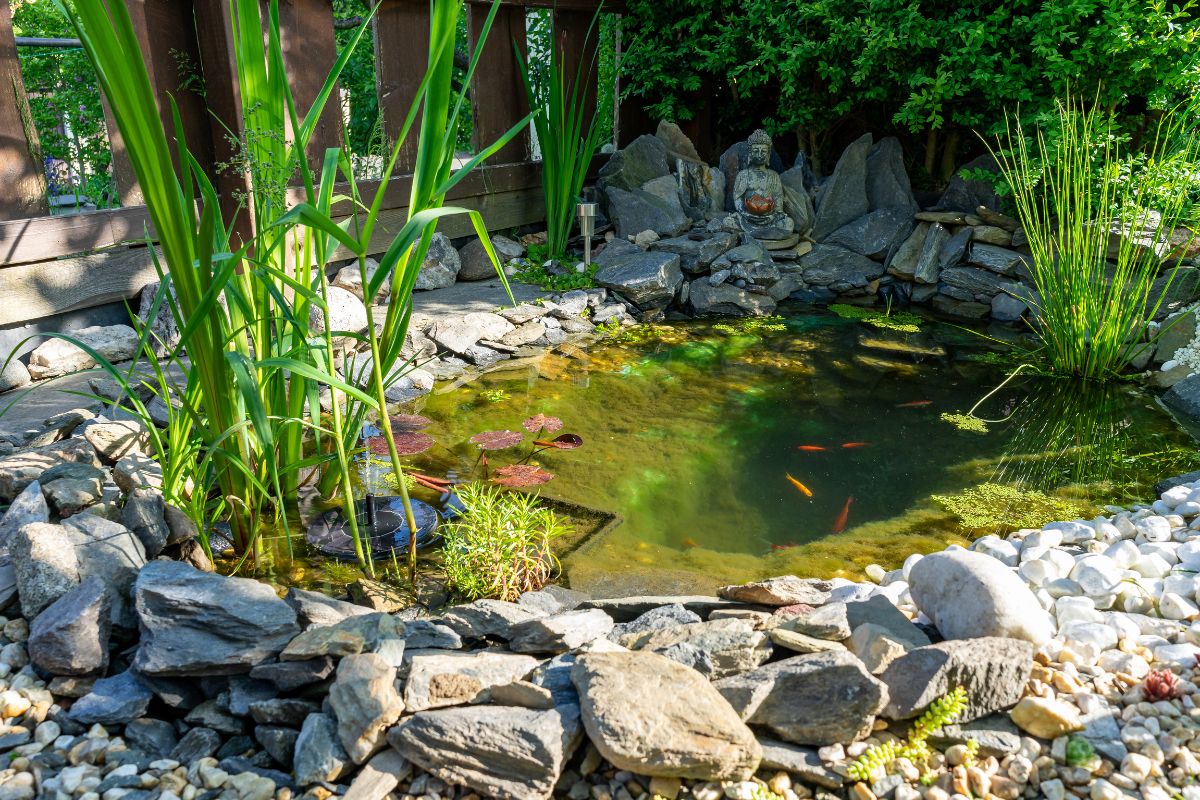 How to Prevent and Treat Common Garden Pond Problems?
