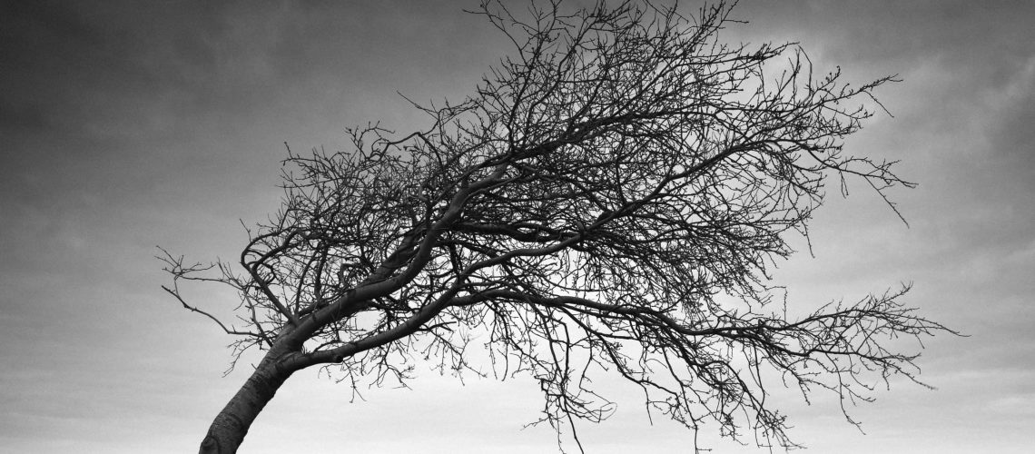 Bent-tree-square-6637-merged12finalBWcropped-small-scaled