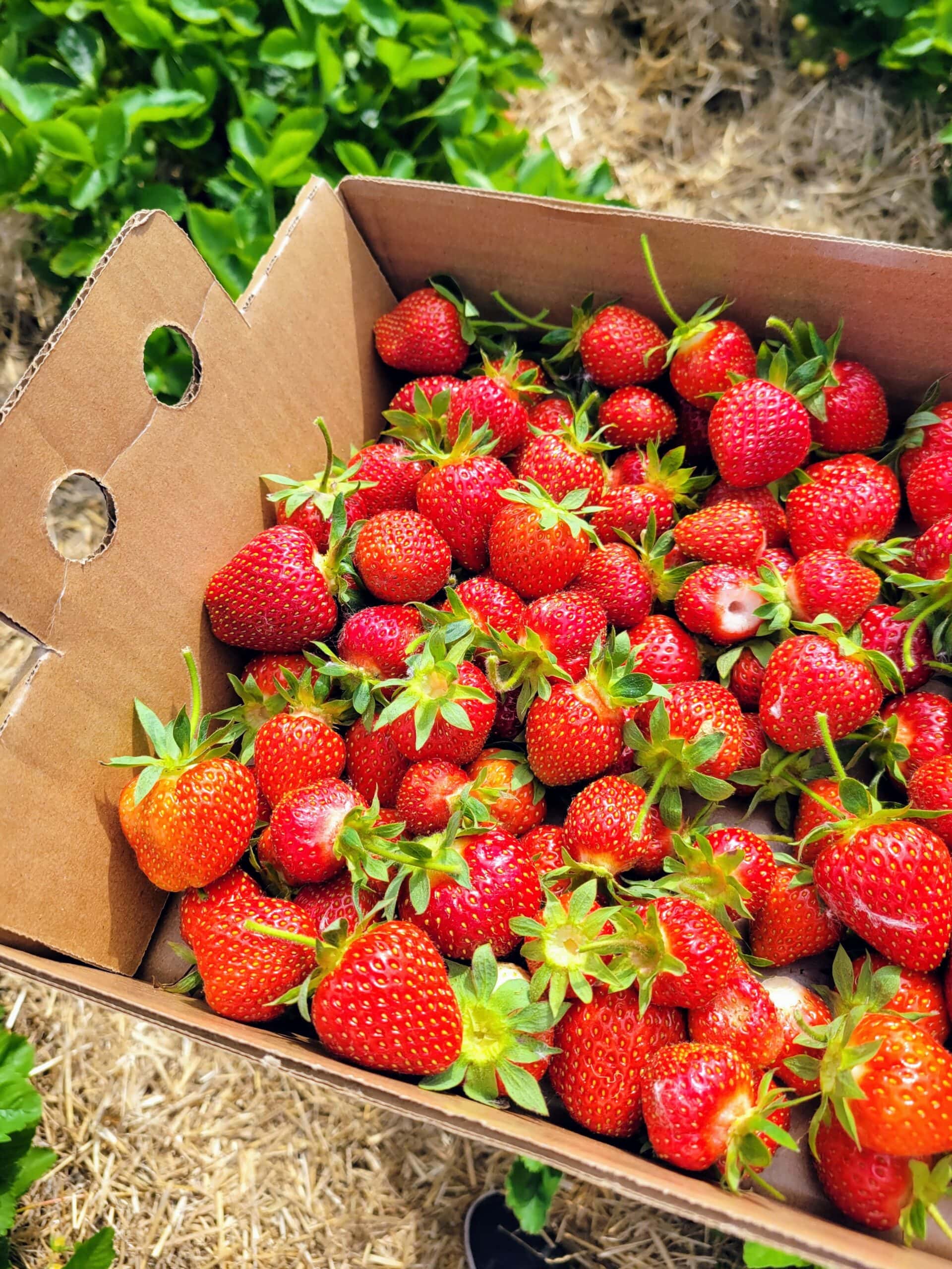 flat of fresh picked strawberries in field
