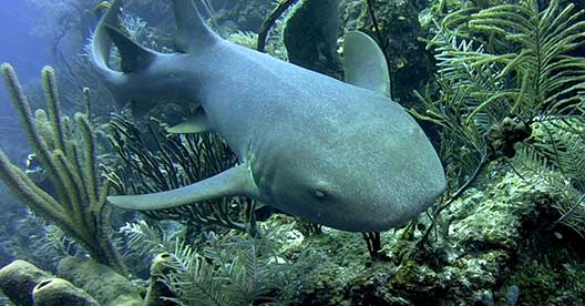 Kids-Sea-Camp-BELIZE_2
