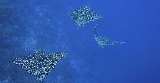 Kids-Sea-Camp-BELIZE_3