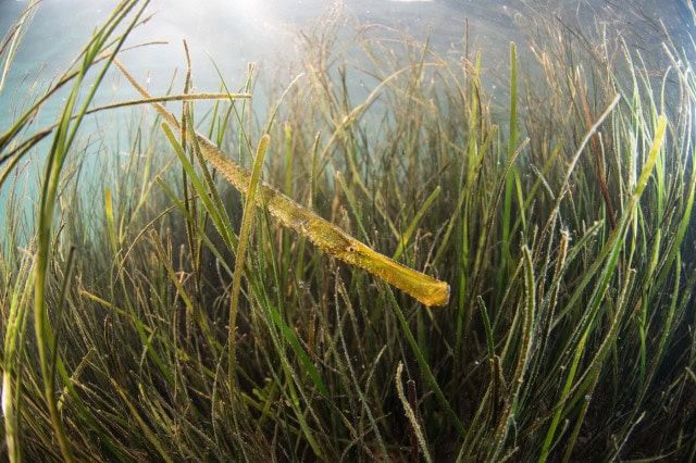 Lagunas costeras (hábitat 1150)
