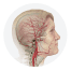 Carotid Artery Disease