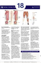 Through Knee Amputation