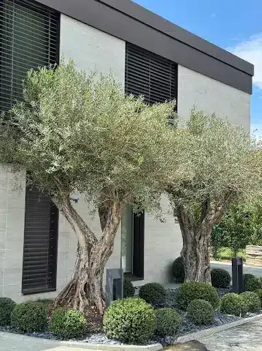 Création et aménagement de jardin Genève et Vaud