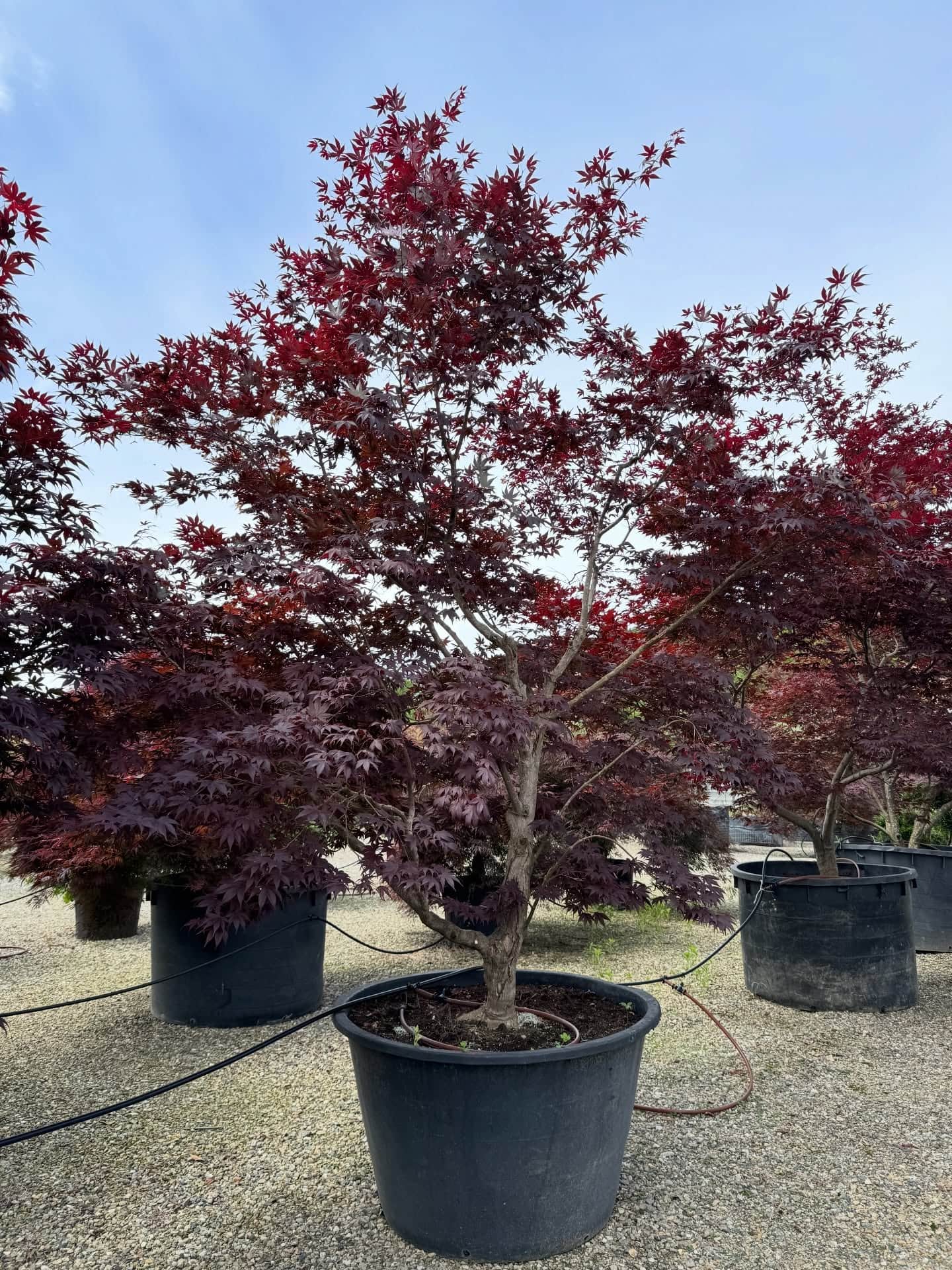 POSE PROFESSIONELLE DE CARRELAGE ET REVÊTEMENTS