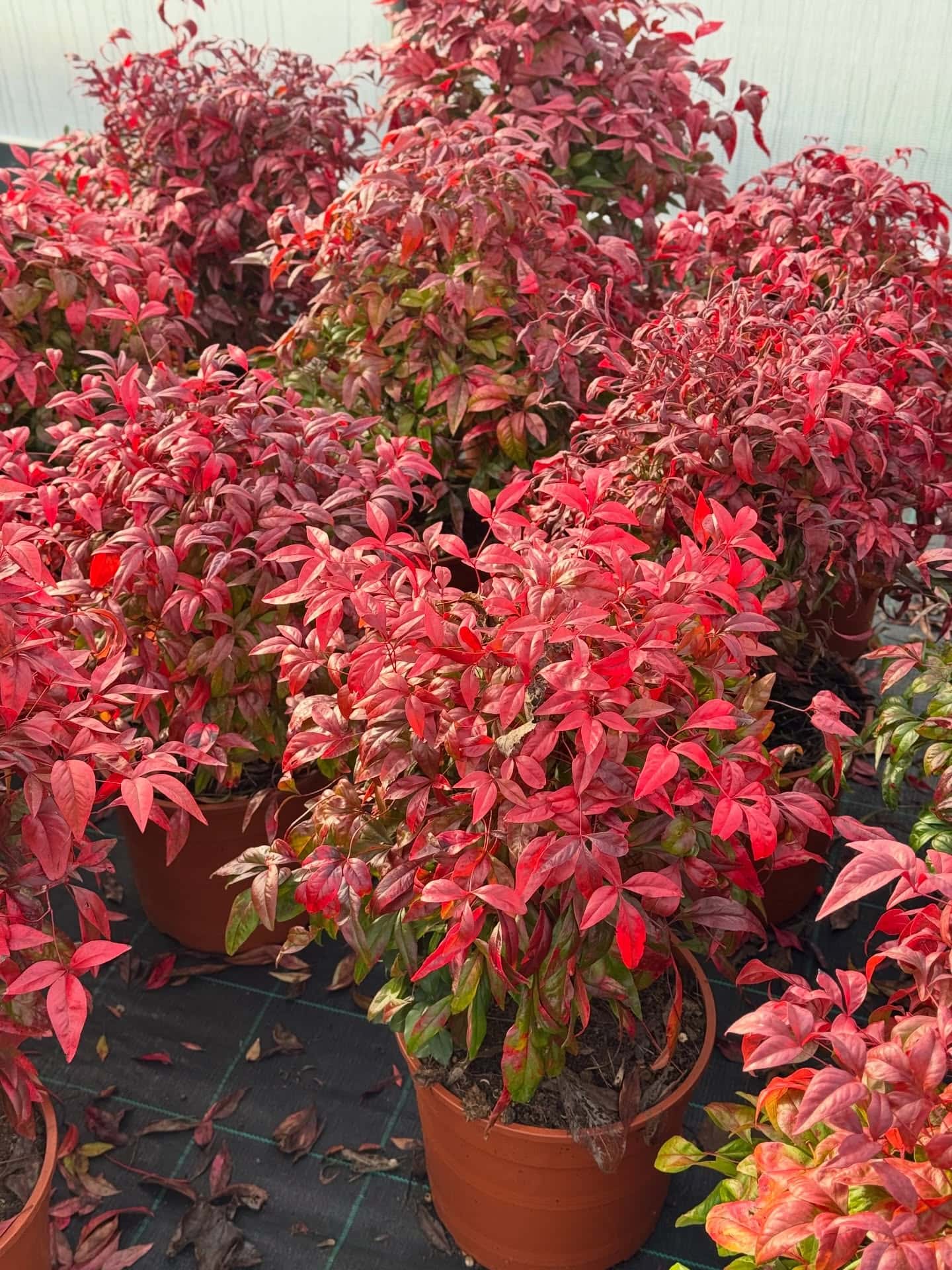 POSE PROFESSIONELLE DE CARRELAGE ET REVÊTEMENTS