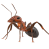 ant control