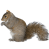 squirrels