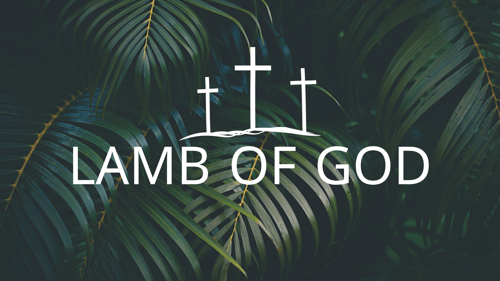 Lamb of God