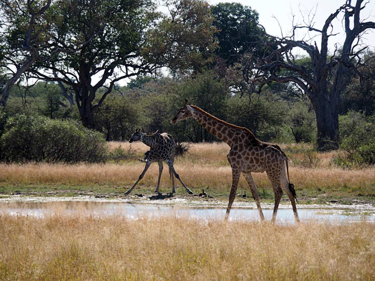 Giraffe Hwange Nationalpark Simbabwe Afrika
