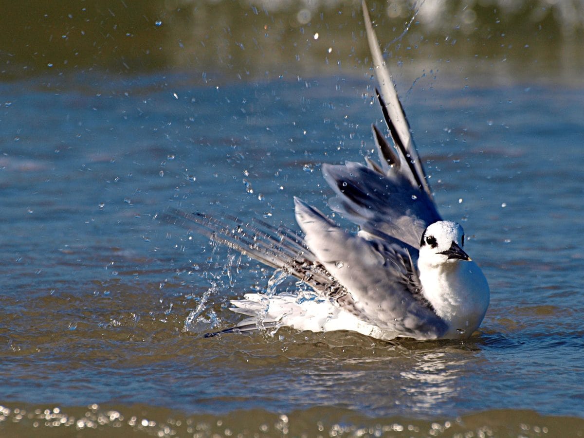 Aztekenmöwe Vogel Florida USA