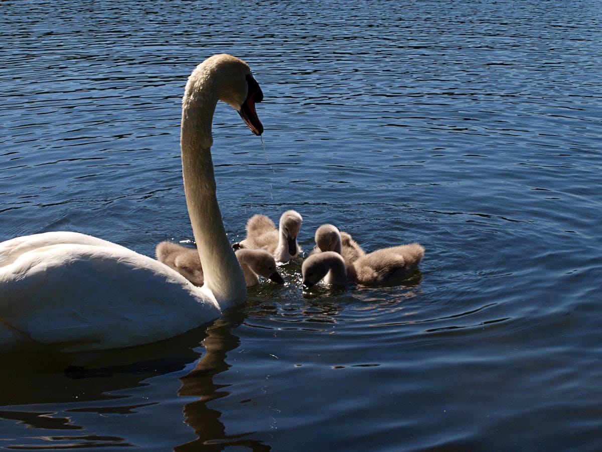 Schwan Familie Vogel