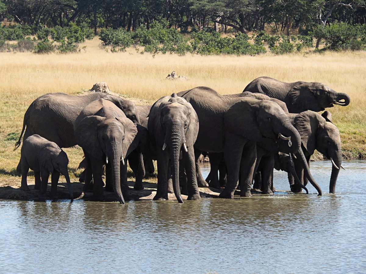 Elefant Hwange Nationalpark Simbabwe Afrika