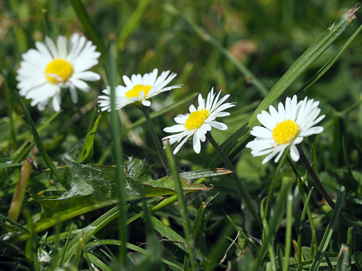 Frühling - natürlich