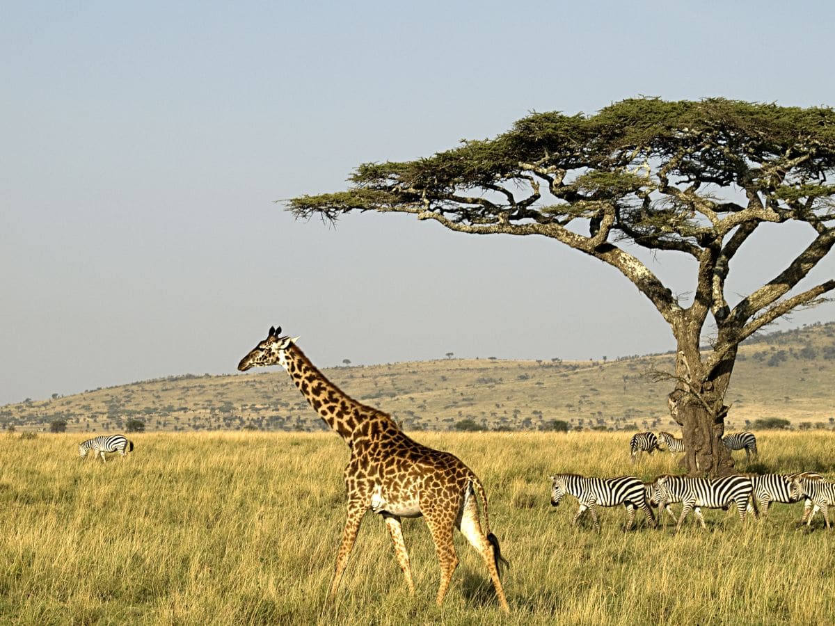 Erlebnisreiches Tansania - Teil 2 16