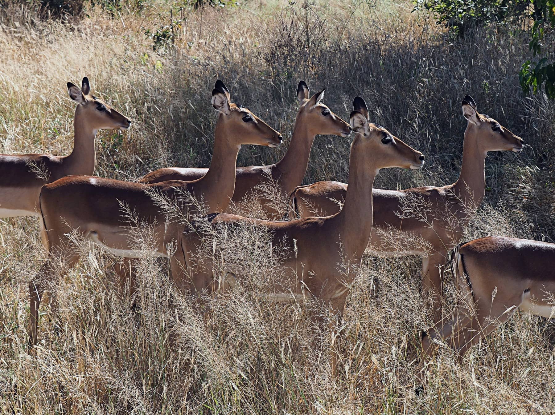 Affe Lemur Madagaskar Afrika