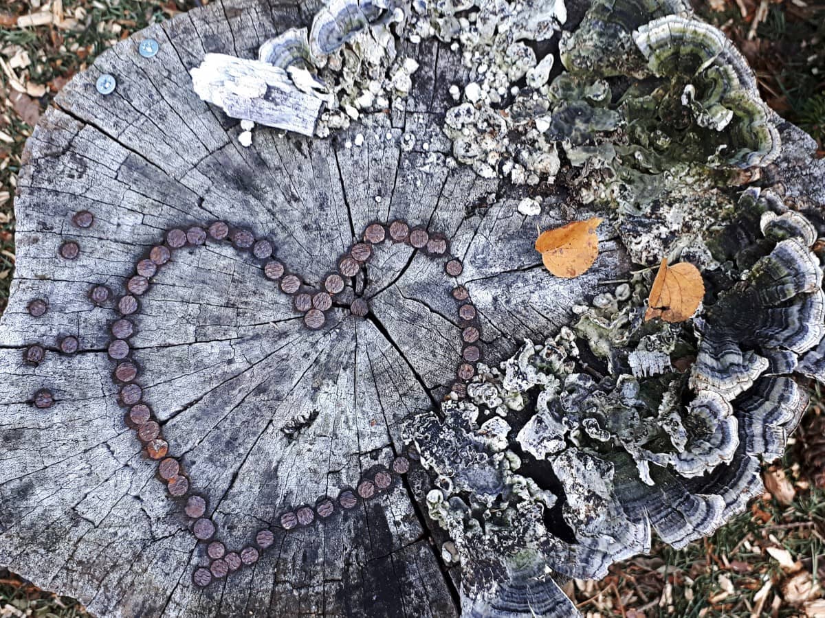 Stummelaffe Arusha Nationalpark Tansania Afrika