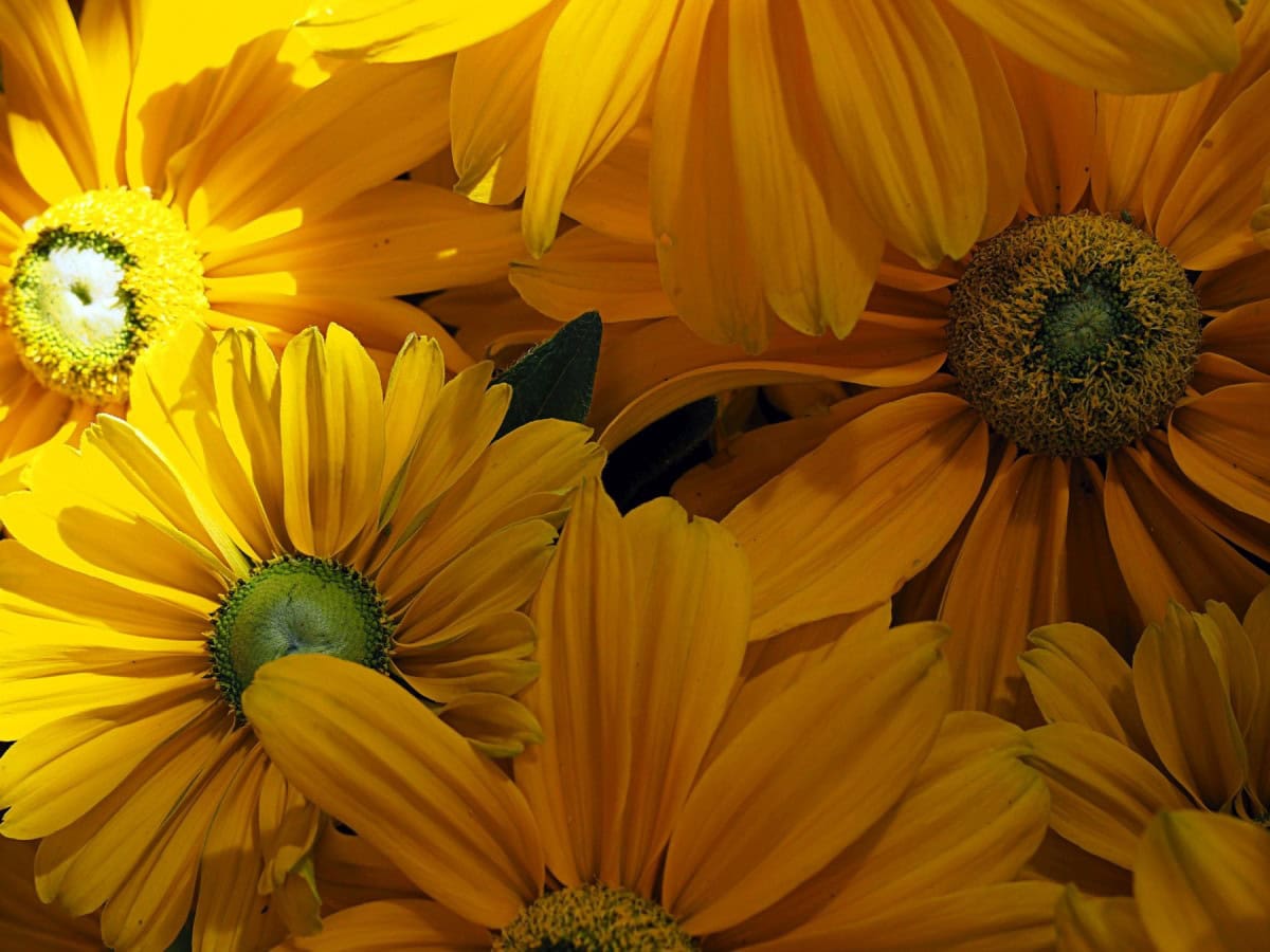 Blume Smiley - natürlich