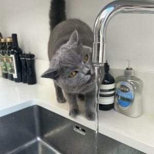 Cat Sitting Services Cat Sitting Services