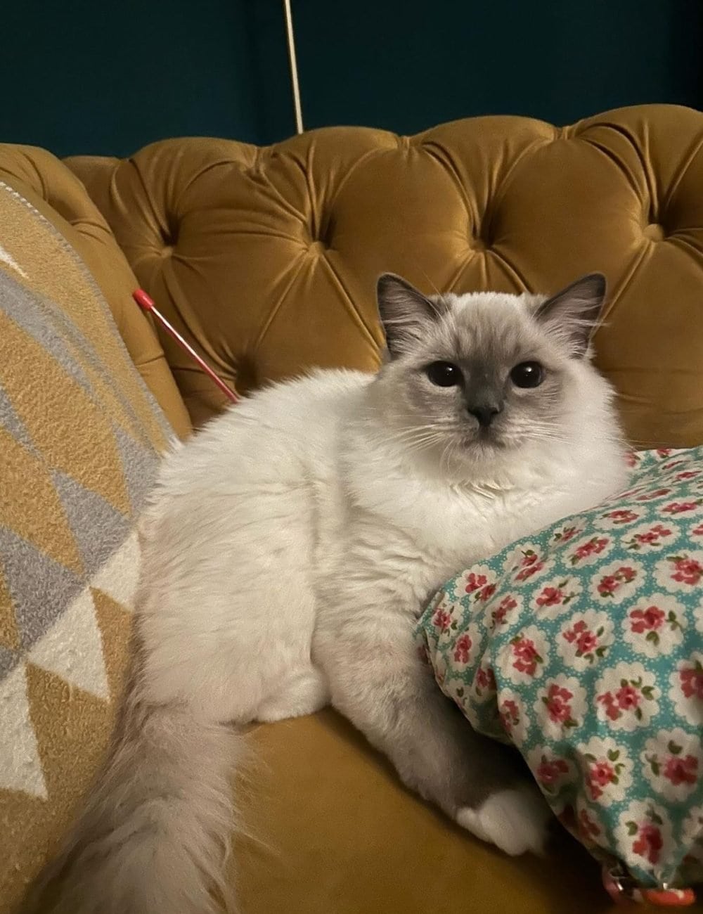 Overnight cat care