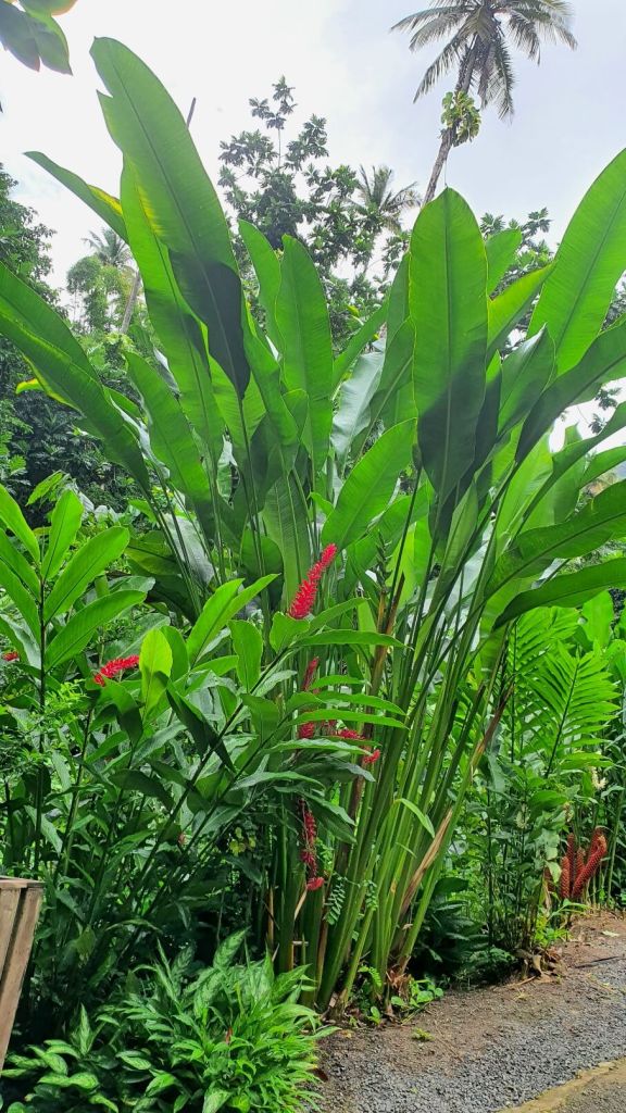 wunderbare Natur auf St. Lucia
