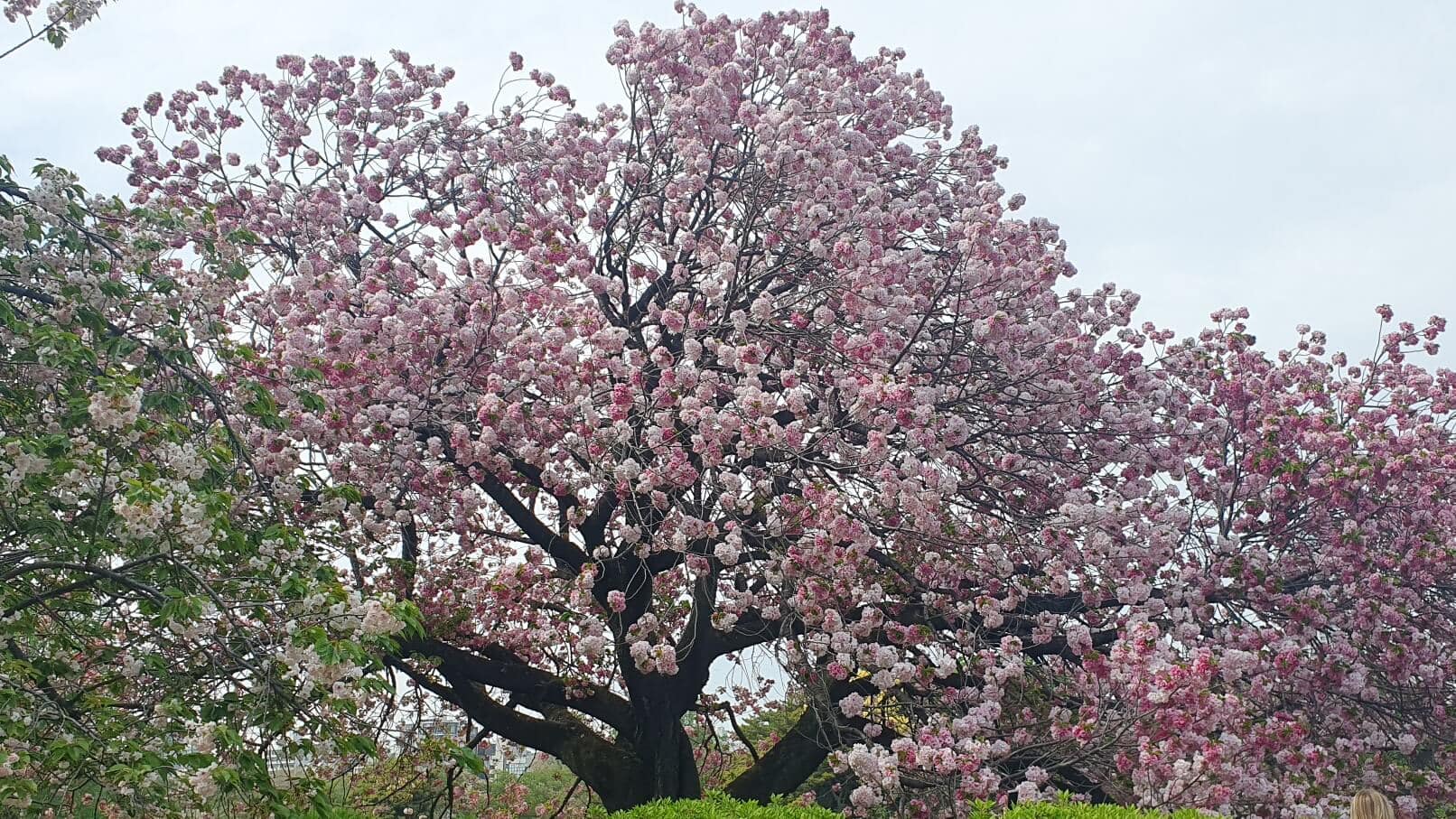 Japanische Kirschblüten