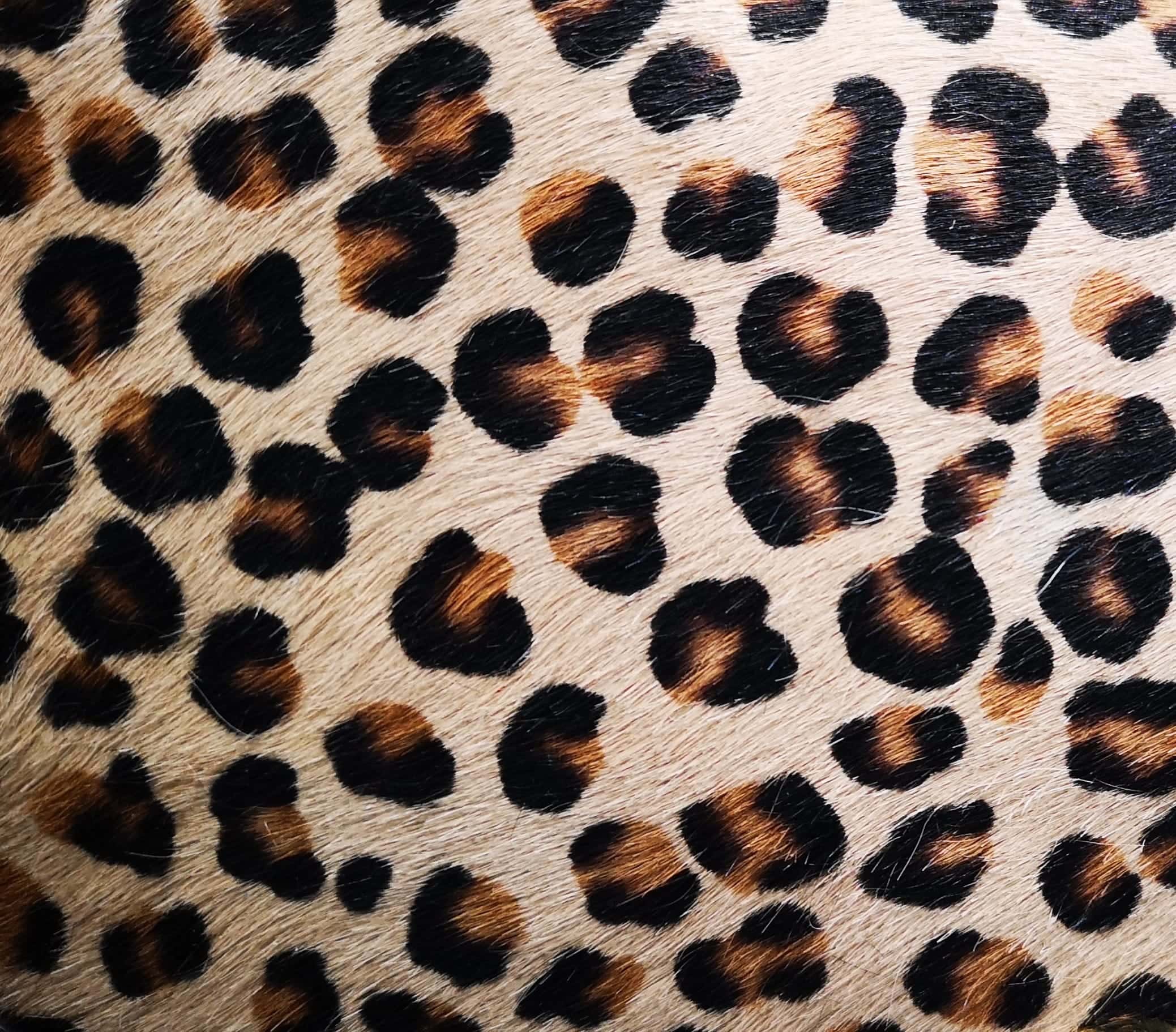 Color Leopardito