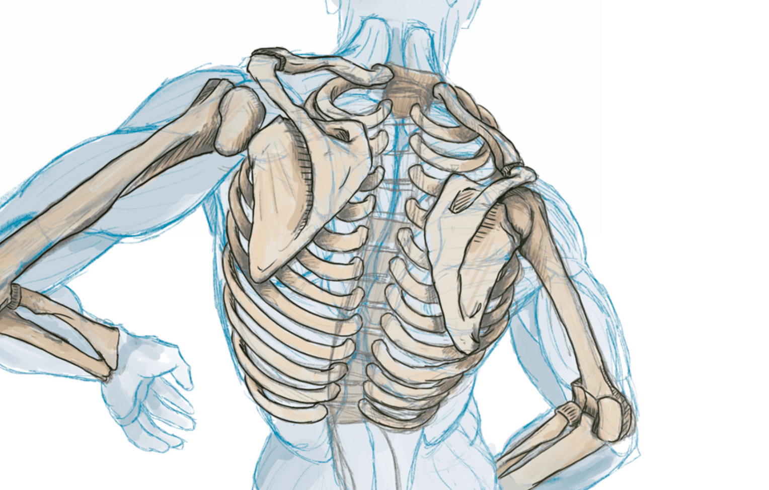 Analyse de la Posture en Chiropraxie : Pourquoi et Comment ?
