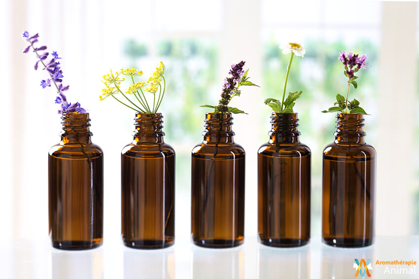 aromatherapie