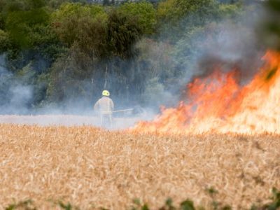 cornfield is set on fire, firefighters work hard is unbearable temperature to save the field and nearby houses in Britain driest summer in years