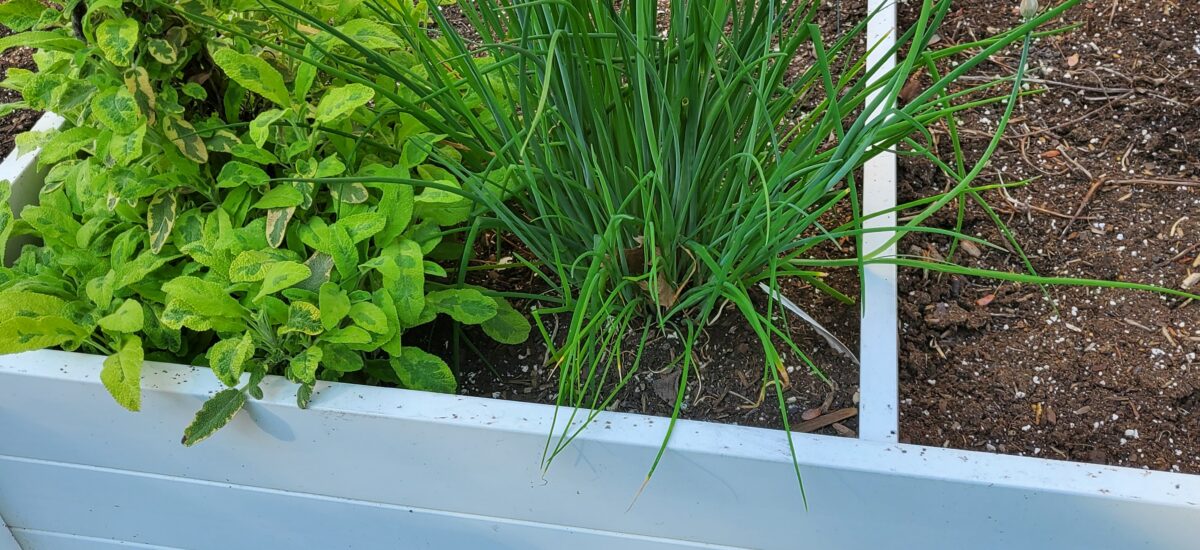 Plants in my Garden