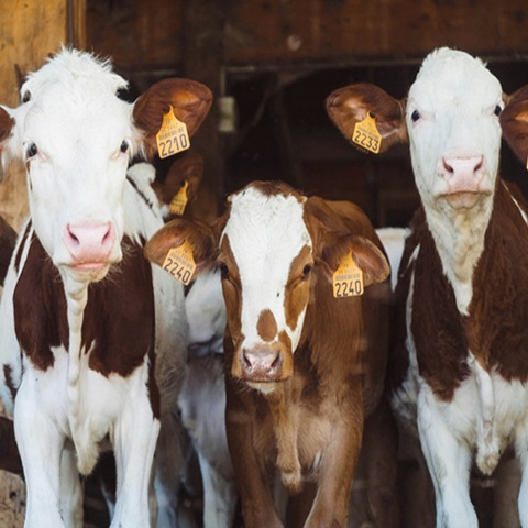 annie-spratt-JMjNnQ2xFoY-unsplash