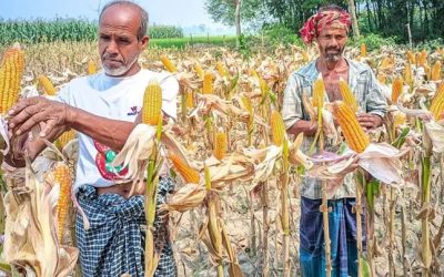 বগুড়ার শেরপুরে ভুট্টা চাষে কৃষকদের ভাগ্যের পরিবর্তন, কৃষি খাতে নতুন সম্ভাবনার দ্বার উন্মোচন