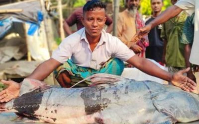 সিরাজগঞ্জে ৩৯ কেজি ওজনের বাঘাইড় মাছ ধরা পড়লো জেলে দের জালে