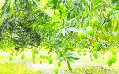 ২২মে থেকে বাজারে আসবে নওগাঁর সুমিষ্ট-সুস্বাদু আম