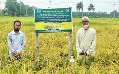 বাকৃবি’র গবেষণায় সফলতা  জিংক সমৃদ্ধ সুস্বাদু নাইজারশাইল ধান দু’ফসলে অধিক ফলন, বাড়াবে রোগ প্রতিরোধ ক্ষমতা