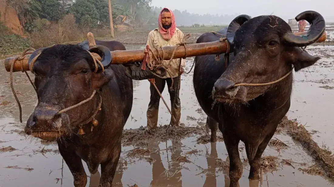 এখনও জনপ্রিয় মহিষ দিয়ে হালচাষ