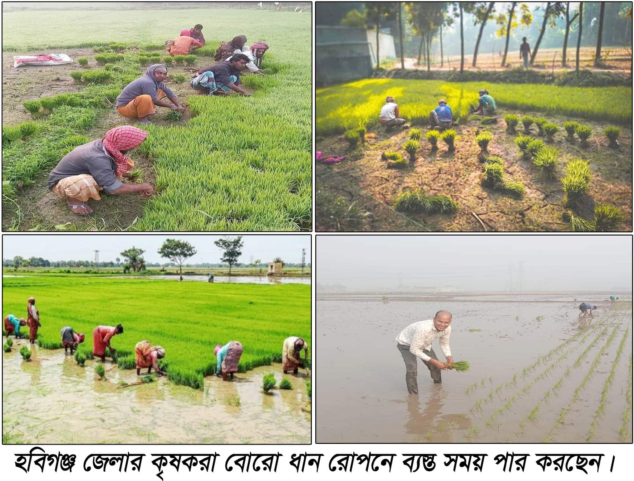হবিগঞ্জ জেলা জুড়ে হাওড়ে স্বপ্ন বোনায় ব্যস্ত কৃষকরা