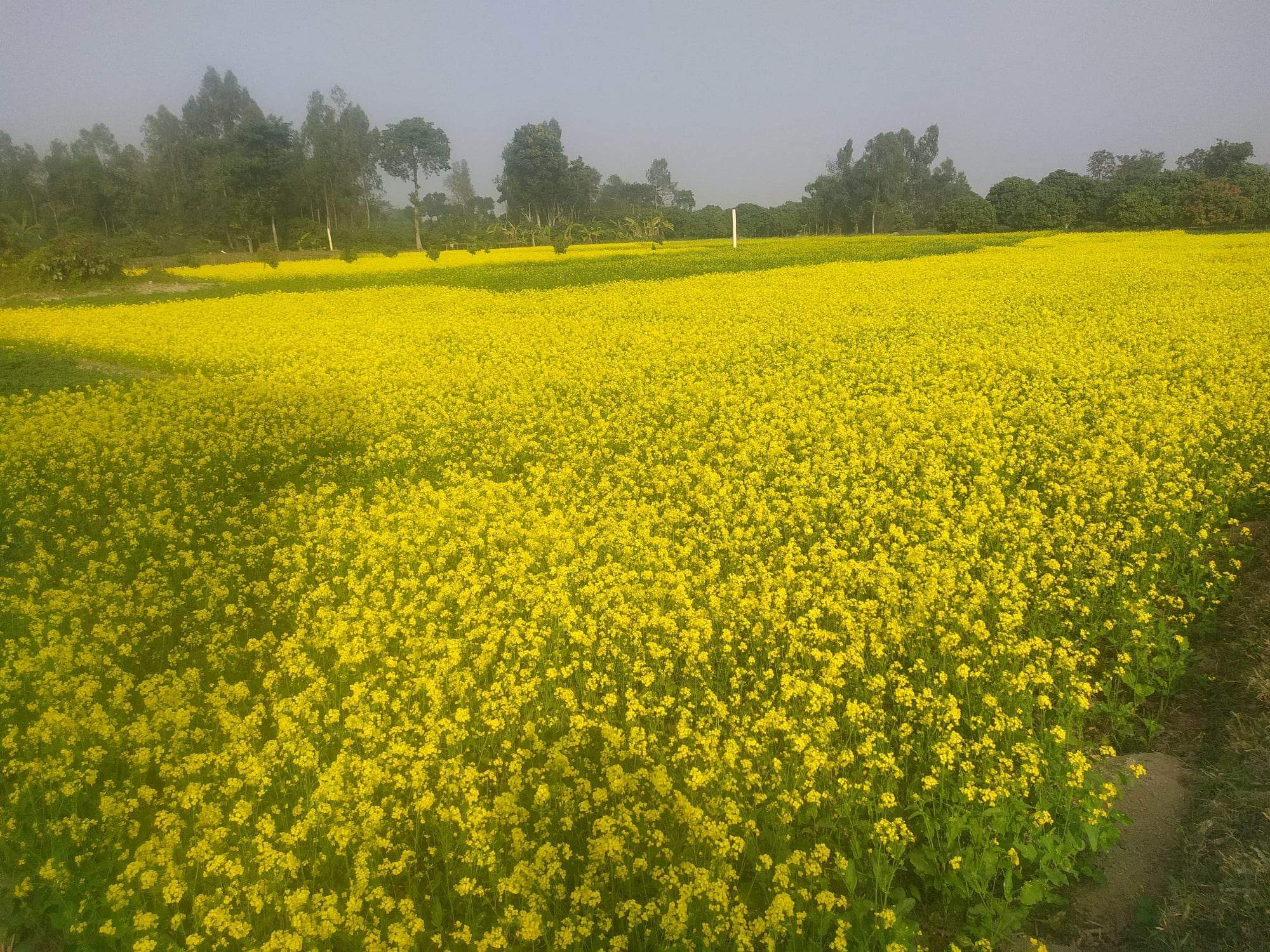 চিরিরবন্দরে সরিষার হলুদ ফুলের সমারোহে  বাম্পার ফলনের সম্ভাবনা