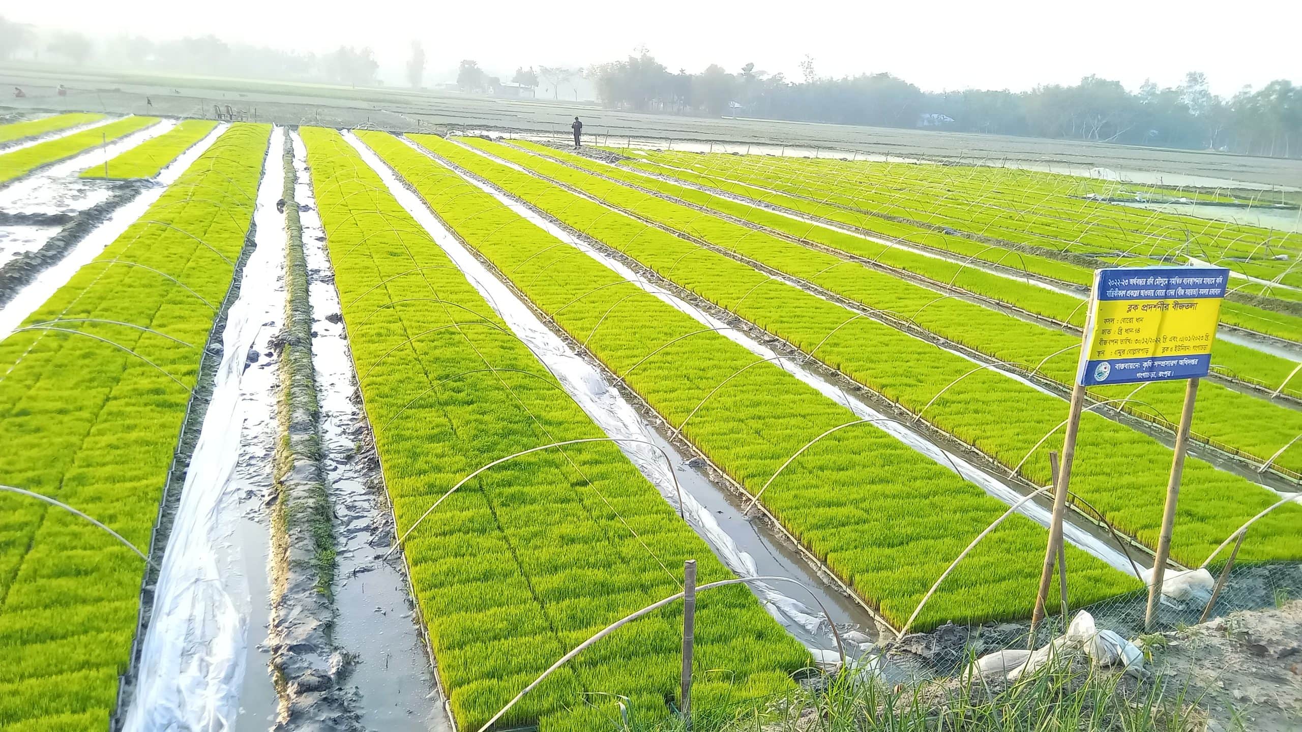 গংগাচড়ায় সমলয় পদ্ধতিতে ধান চাষ
