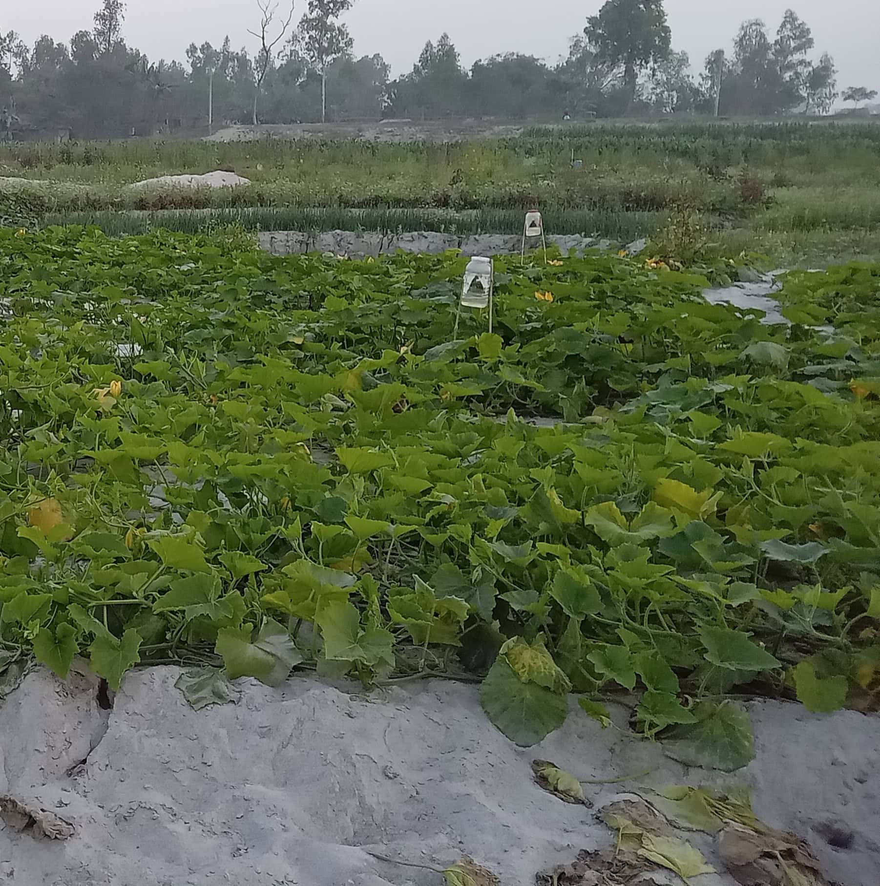 তিস্তার চরে কুমড়া চাষ, মুখে সফলতার হাসি