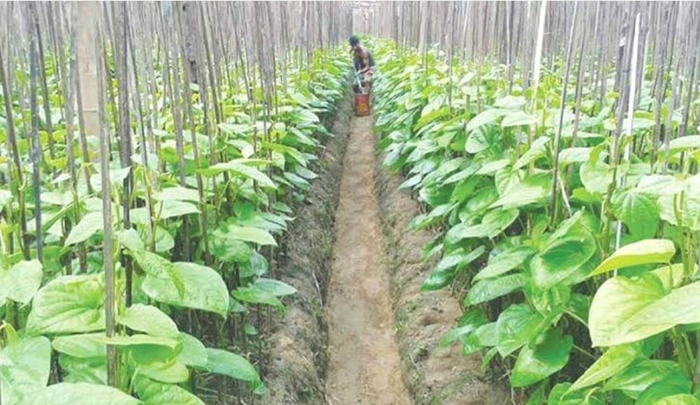 মহেশখালীর পানচাষিদের মুখে হাসি, মিষ্টি পানের বিরা ৬০০ টাকা