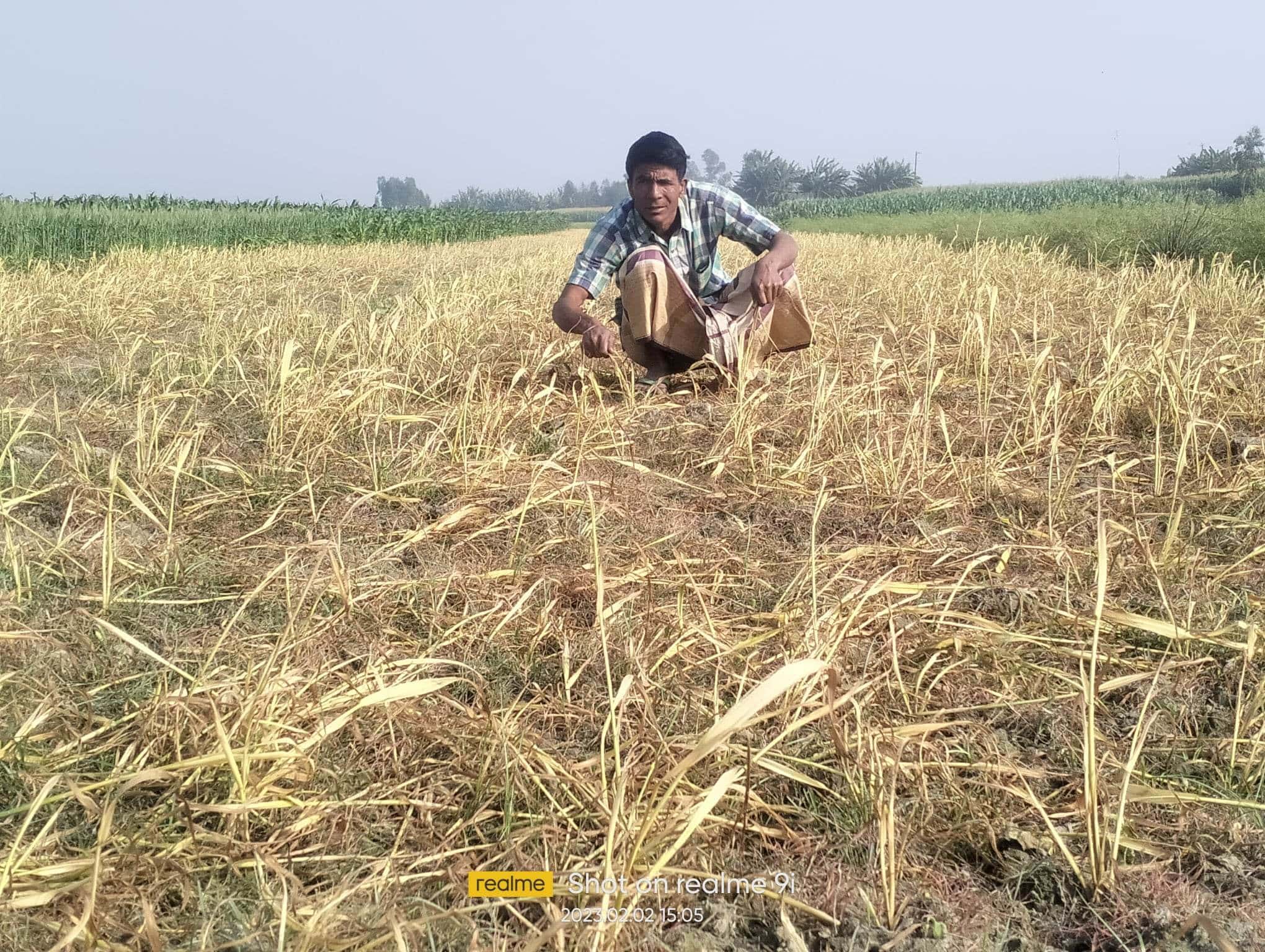 কাওয়াকোলায় বিষ স্প্রে করে ৪ বিঘা জমির গম নষ্ট করেছে দুর্বৃত্তরা তাদের  বিরুদ্ধে দ্রুত সুষ্ঠ বিচারের দাবী