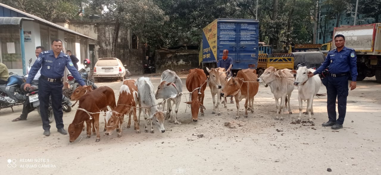 পুলিশের অভিযানে ১০টি চোরাই গরুসহ চোর গ্রেফতার